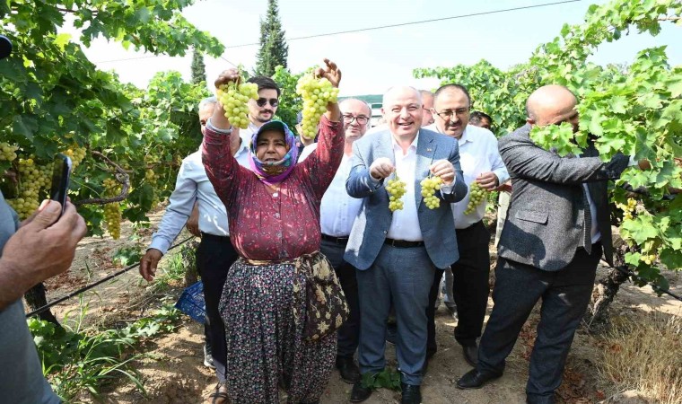 Denizlide üzüm hasadı başladı