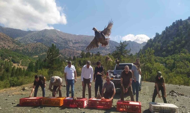 Derebucakta doğaya 800 kınalı keklik bırakıldı