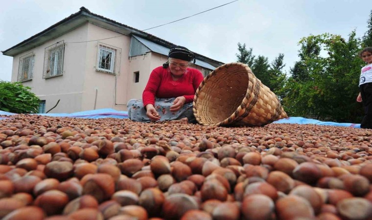 Düzcede yılın ilk yarısında 6 bin 40 ton fındık ihraç edildi