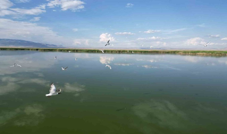 Eber Gölünde su seviyesinin azalması kuş türlerini olumsuz etkiledi