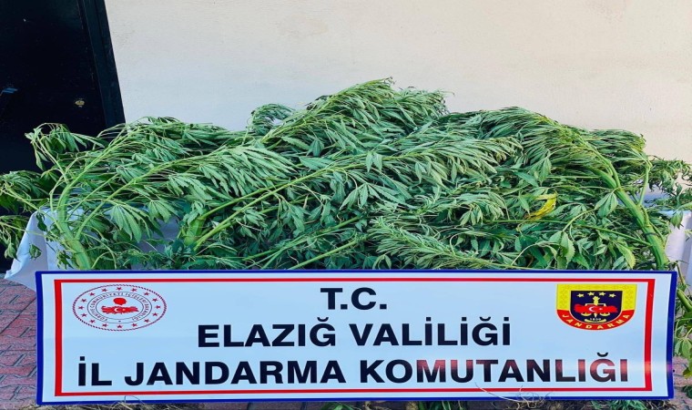 Elazığda 112 kök kenevir ele geçirildi