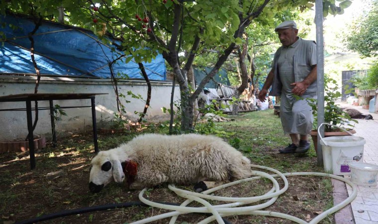 Elazığda sokak köpekleri dehşeti: Koyun ve tavukları telef ettiler, 3 koyunu yaraladılar