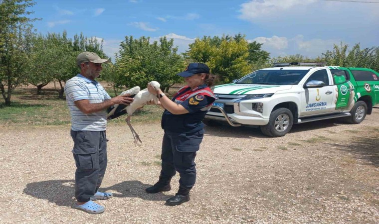 Elazığda yaralı leylek, koruma altına alındı