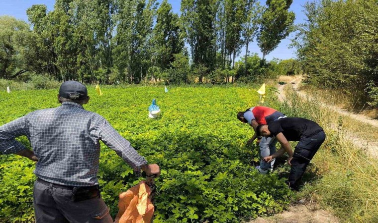 Emette üreticiler patates zararlıları ve gübreleme konularında bilgilendirildi