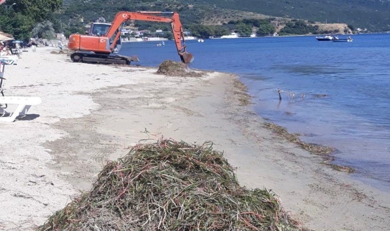 Erdekte deniz çayırı katliamı