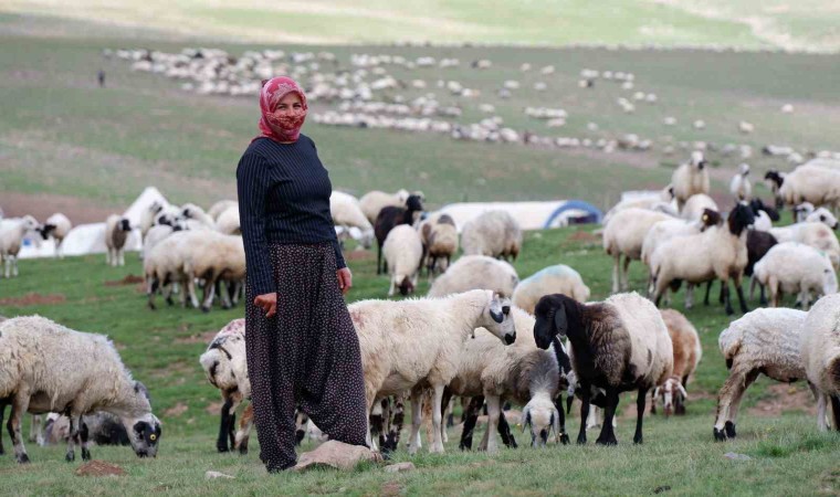 Erzurumda 3 bin rakımda 3 yüz çadır kurulu