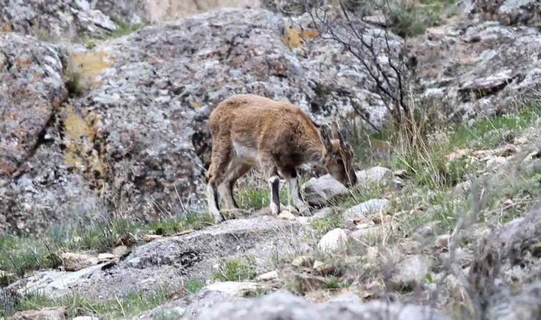 Erzurumda yabani dağ keçileri görüntülendi