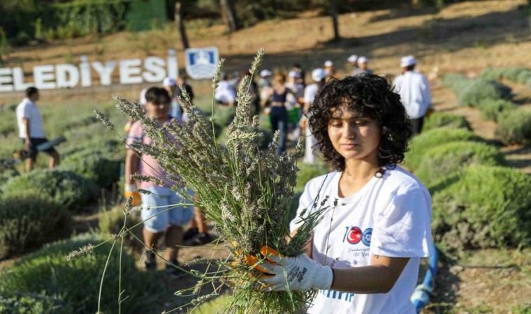 Etrimde lavanta kokuları içinde hasat keyfi