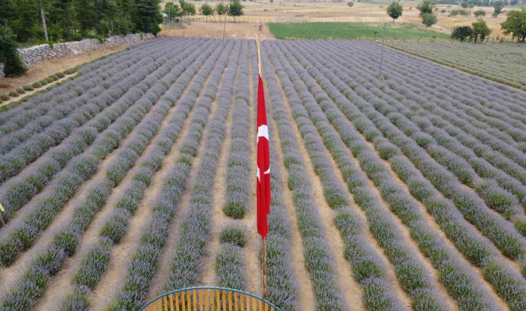 Fekeli lavanta üreticileri sahte ürünlere karşı tüketiciyi uyardı