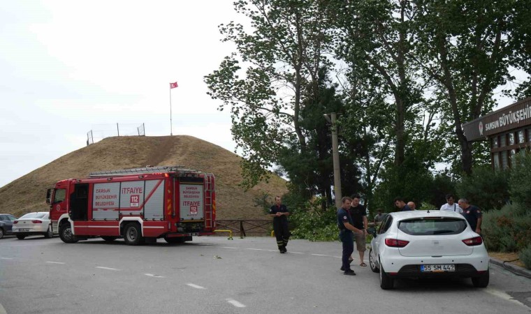 Fırtına ağacı kökünden söktü: 1 otomobil zarar gördü