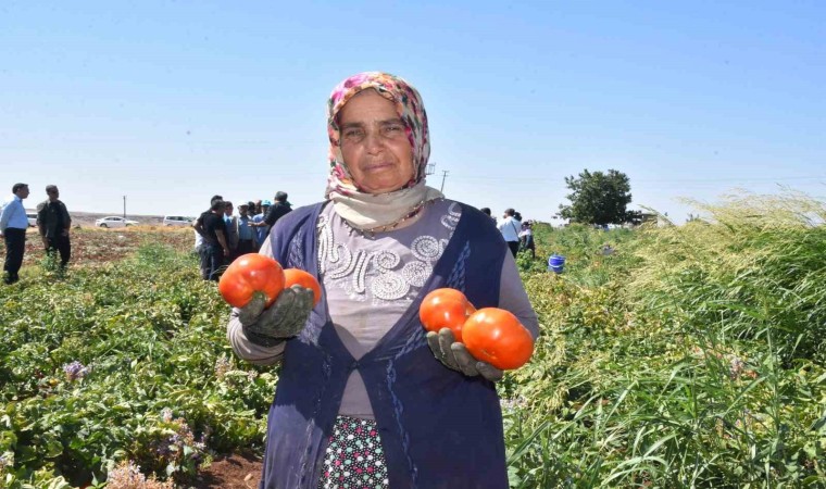 Gaziantepte kadınların domates hasadı başladı