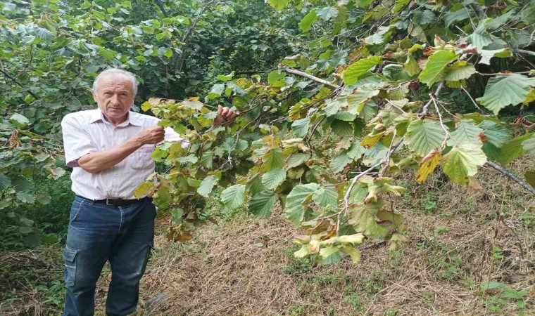 Giresunda fındık işçisinin yevmiyesi belli oldu