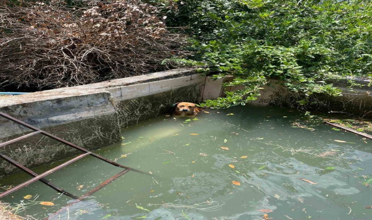 Havuzda mahsur kalan köpek kurtarıldı