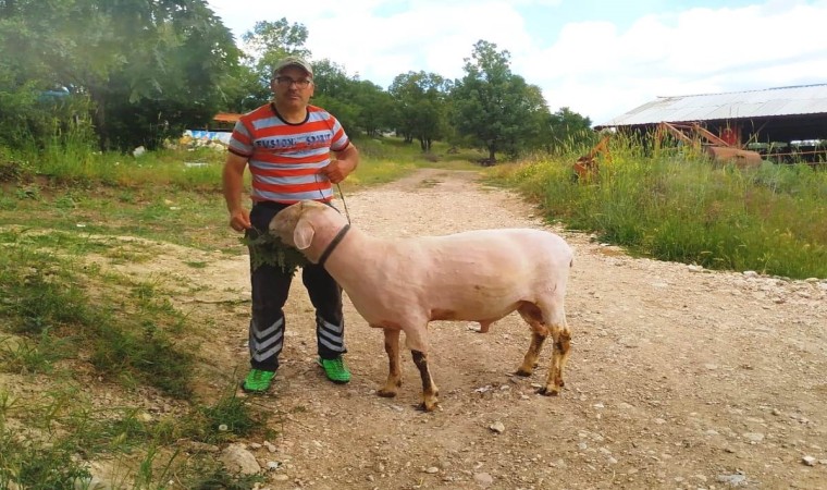 Hisarcıktaki üretici canlı ağırlığı 150 kilo gelen Merinolandschaf cinsi koç yetiştirdi