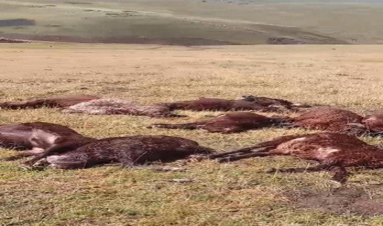 Iğdırda yıldırım düşmesi sonucu, 2 kardeş yaralandı 20 koyun telef oldu