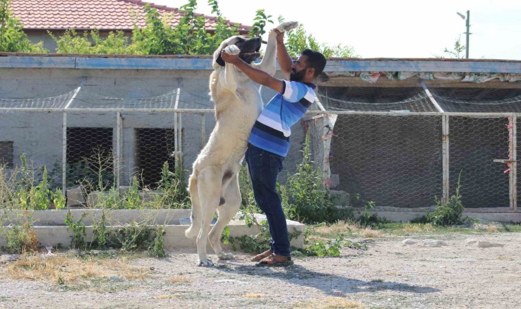 İri cüssesiyle nam salan Aksaray Malaklısı insan boyunu geçiyor