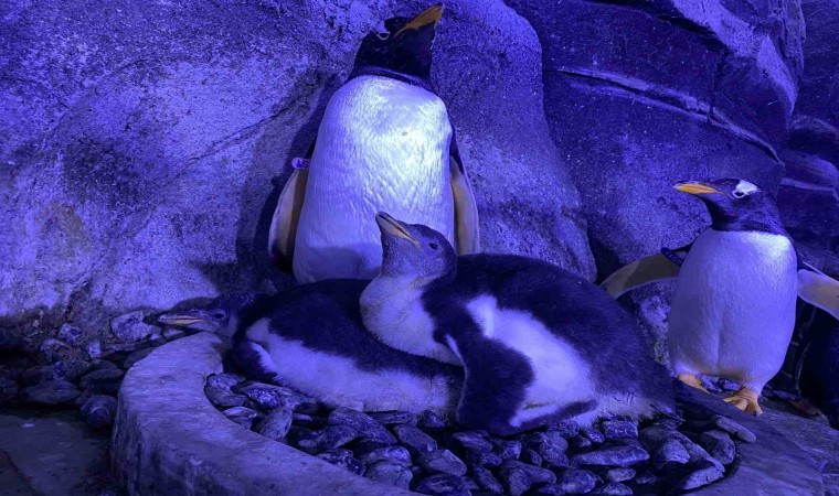 İstanbulda 4 bebek penguen dünyaya geldi