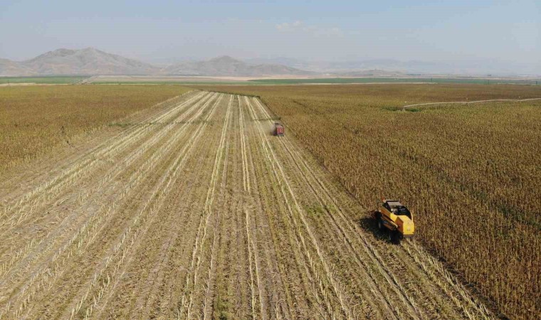 Kahramanmaraşta çerezlik ve yağlık ayçiçeği hasadı