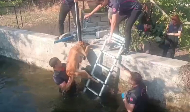 Kahramanmaraşta havuza düşen köpek kurtarıldı