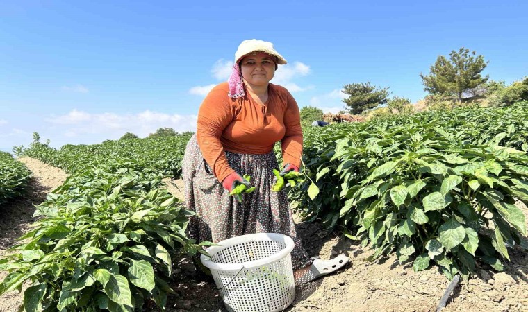 Kavurucu sıcakta en acı hasat