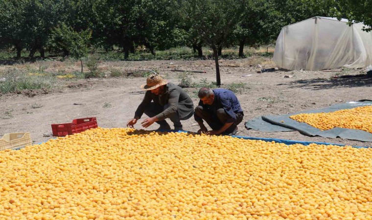 Kayısının dalından 115den fazla ülkeye ihracat