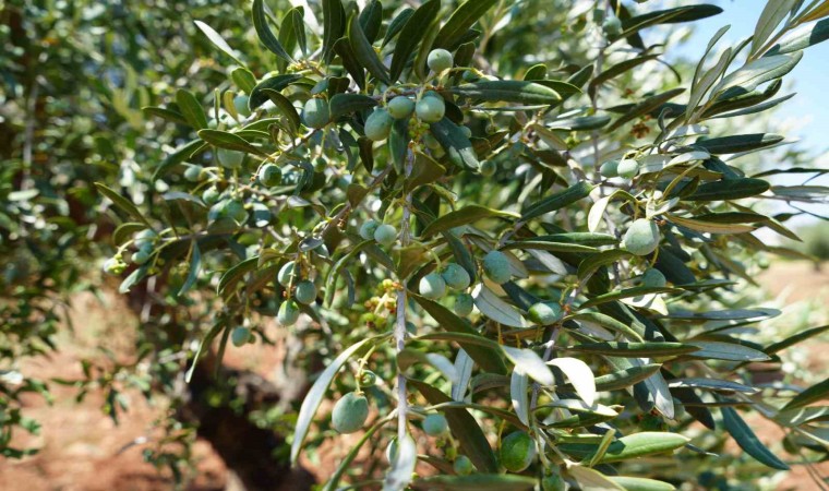 Kiliste zeytin ve zeytinyağında yüksek rekolte beklentisi üreticiyi sevindirdi