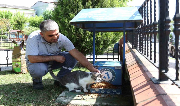 Küçükçekmecede sokak hayvanları, yaz günlerinde koruma altında