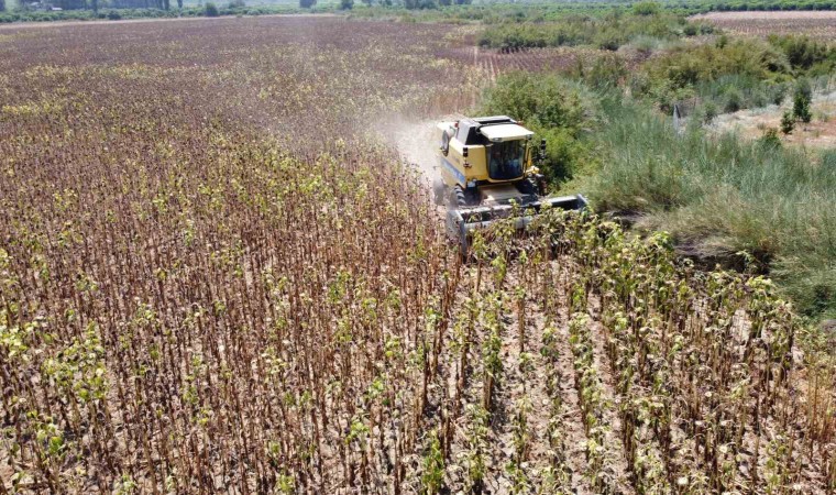 Kuraklık ayçiçeği rekoltesini yüzde 50den fazla düşürdü