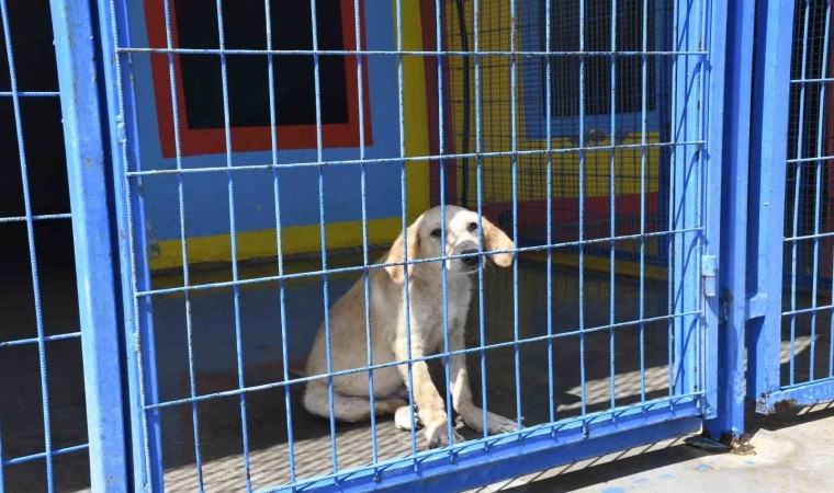 Kuşadası Belediyesinin orman yangınından kurtardığı can dostlar her geçen gün iyileşiyor