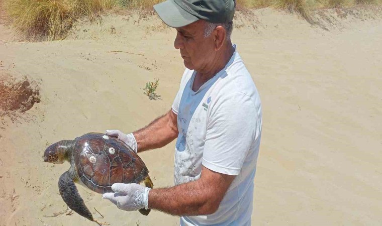 Kuşadasında 2 yeşil deniz kaplumbağası ölü bulundu