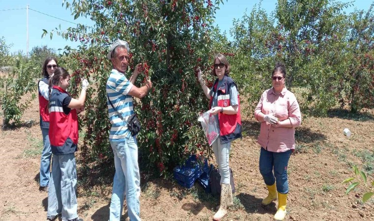 Kütahyada kiraz ve vişne numunesi alımları