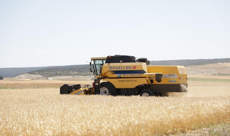 Kütahyada yerli arpa çeşidi Ayrancının hasadı yapıldı