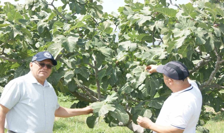 Kuyucakta incir bahçelerinde hastalık ve zararlı kontrolü yapıldı