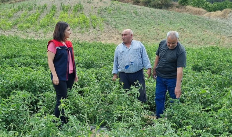 Kuyucakta proje kapsamında dağıtılan domates fideleri kontrol edildi