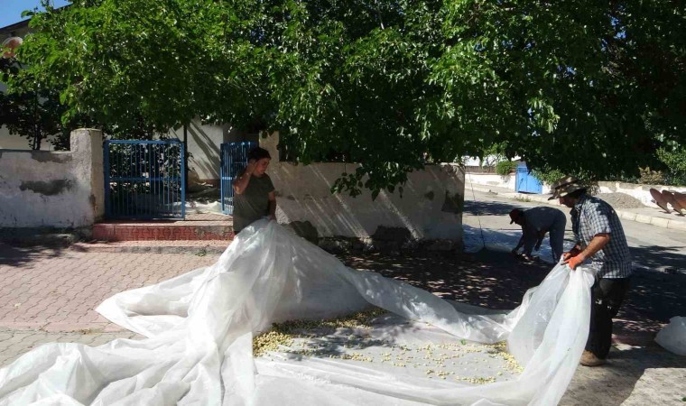 Malatyada dutun pekmez yolcuğu başladı