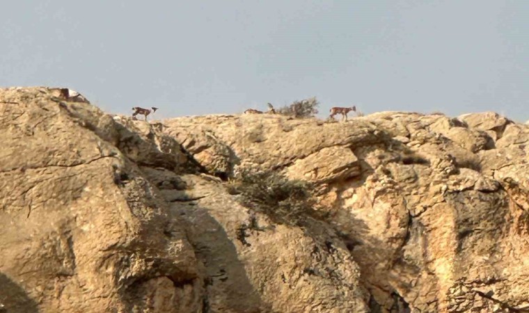 Malatyada yaban keçileri görüntülendi