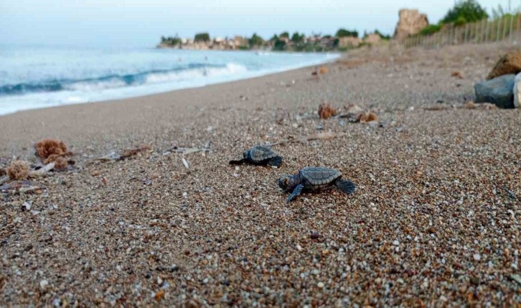 Manavgatta caretta caretta koruma çalışmaları sürüyor