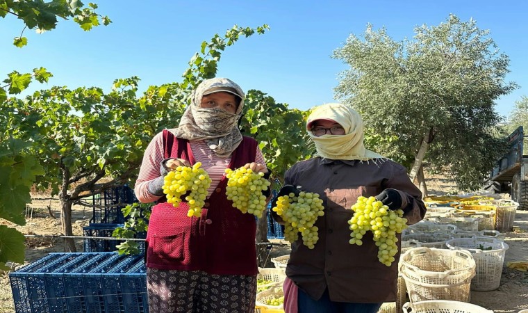 Manisada erkence üzümde hasat başladı