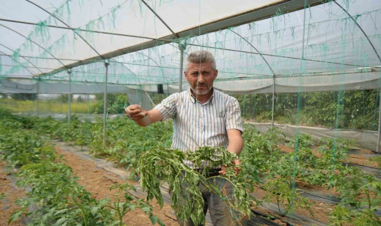 Marmaranın Küçük Antalyası tabir edilen bölgede üretilen domatesi, lekeli solgunluk virüsü vurdu