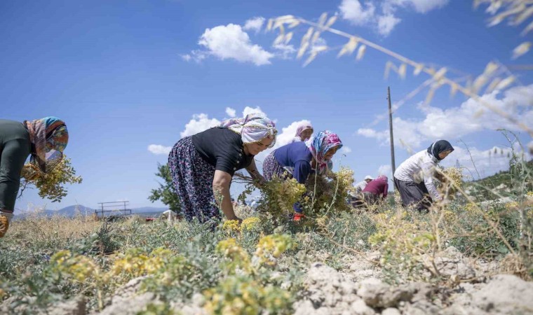 Mersinde nohut hasadı başladı