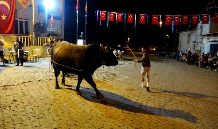 Muğlada boğalar güreş öncesi görücüye çıkarıldı