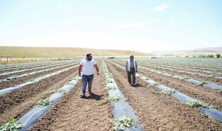 Muşta ekimi yapılan karpuzdan 2 milyar TL gelir bekleniyor