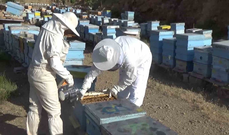 Niğdede 250 ton bal üretimi bekleniyor