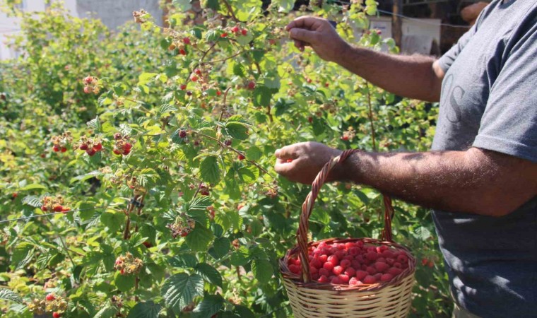 Olmaz denileni hobi olarak yaptı, Kayserideki tek ahududu bahçesini kurdu