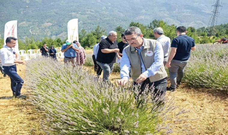 Orhanelinde lavanta hasadı başladı