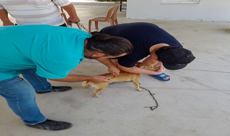 Ortacada kedi ve köpeklere kuduz aşısı yapıldı