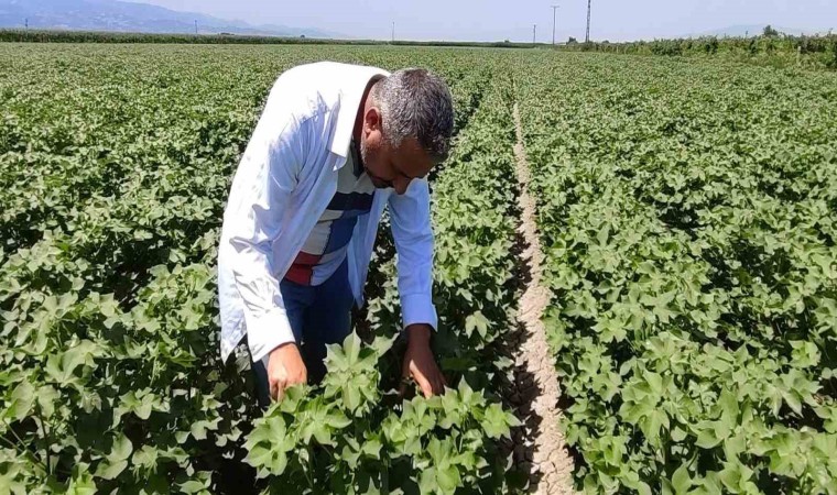 Pamuk üreticilerine yeşil kurt uyarısı