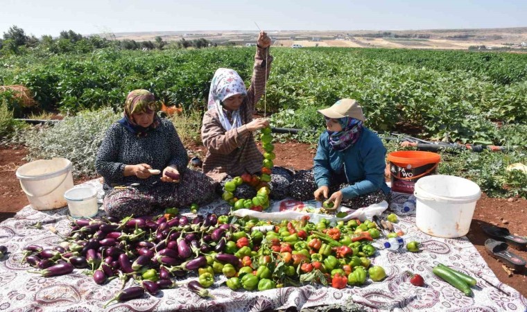 Patlıcan ve biberler kadınların elinde Gaziantepin tescilli lezzeti kurutmalık oluyor