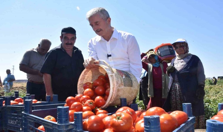 Şahinbeyde domatesin fiyatı tarladan pazara değişmiyor