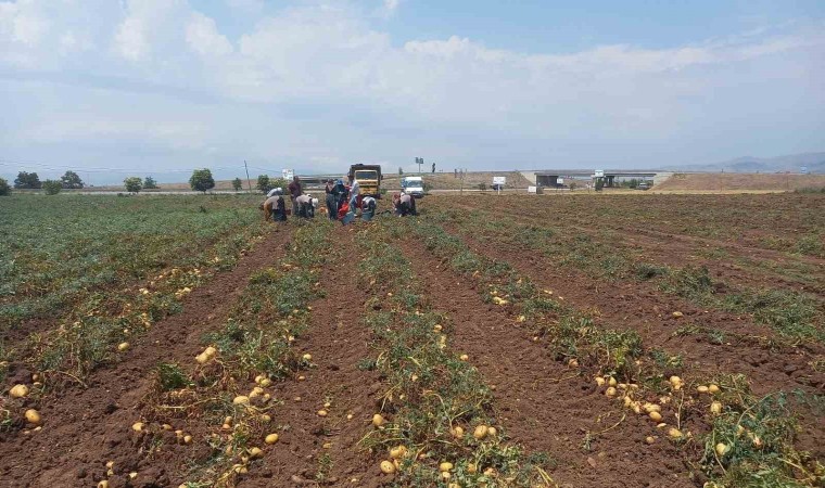 Sandıklıda 40 bin dekar alanın üzerinde ekimi yapılan patates hasatı başladı